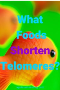 Gold fish on a green background What Foods Shorten Telomeres?