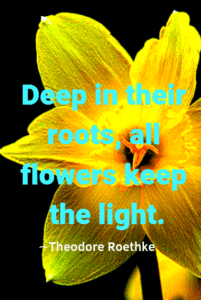 A yellow flower against a black background, quote "Deep in their roots, all flowers keep the light" -Theodore Roethke