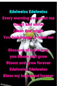 Edelweiss flower and Edelweiss Song Lyrics