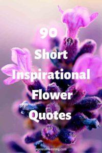 A picture of pink and purple flowers, with the text overlay: "90 Short Inspirational Flower Quotes"