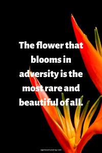 A picture of an orange flower against a black background, quote "The flower that blooms in adversity is the most are and beautiful of all"