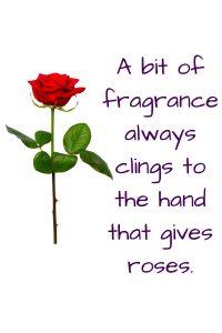 A picture of a single red rose, quote "a bit of fragrance always clings to the hand that gives roses"