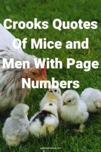 A picture of a white hen with her baby chicks, with the text overlay: "Crooks Quotes Of Mice and Men With Page Numbers"